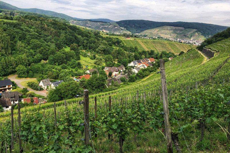 Like A Bat Out Of Hell: Running the Panoramalauf Rund um die Burg Are